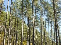 Gorges de Saint-Génis  Bois de pins noirs