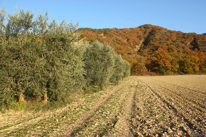 lescale-verger-10web.jpg - L'Escale - Rangée d'oliviers qui sépare  un petit verger de pommiers à gauche de ce champ