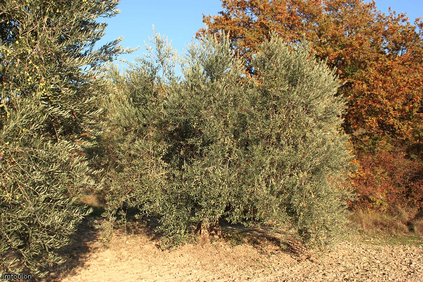 lescale-verger-11web.jpg - L'Escale - Les olives ne vont tarder à être récoltées et menées au moulin