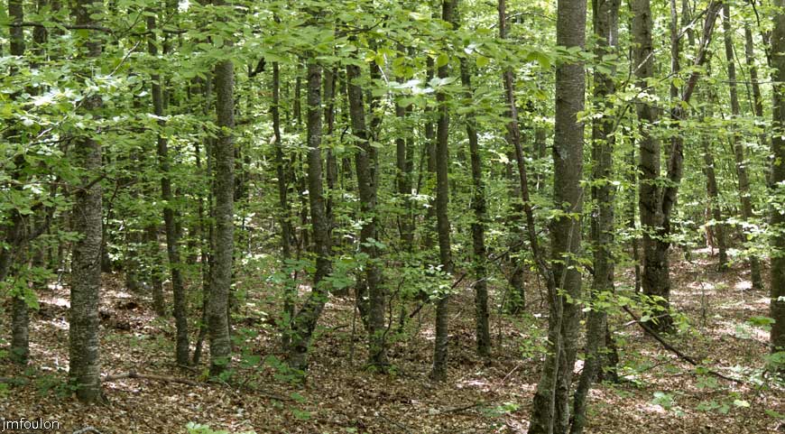 rav-terre-basse-57.jpg - Hêtres - Ici on dit Fayards