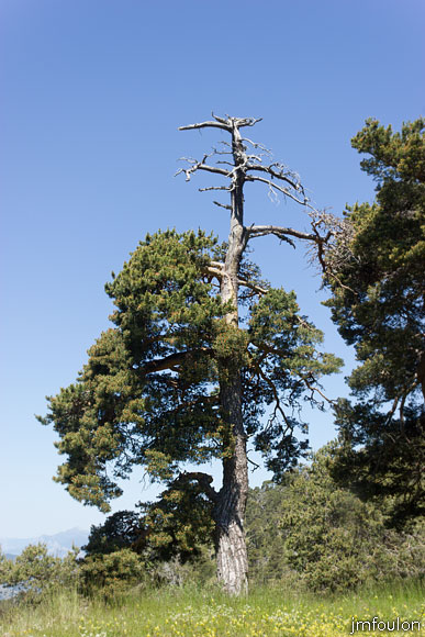 esparron-monges-089web.jpg - Vieil arbre. Nous retournons maintenant vers Esparron-la -Bâtie en suivant le GR 6