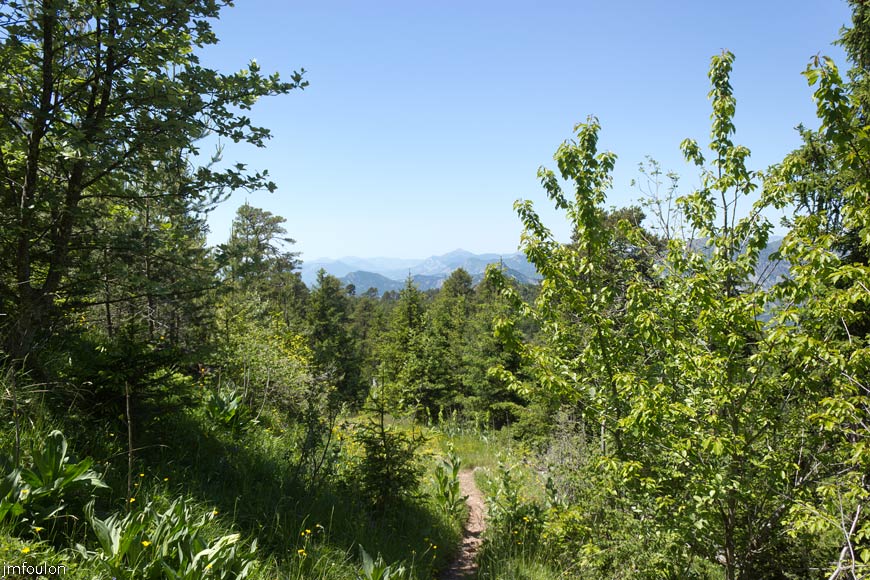 esparron-monges-094web.jpg - GR 6 - Ici on chemine au travers d'innombrables pieds de Gentiane Jaune