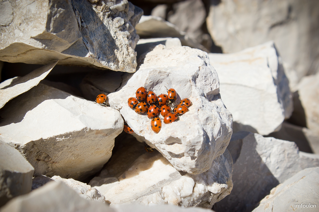 gache-048.jpg - Coccinelles en grand nombre sur le caïrn