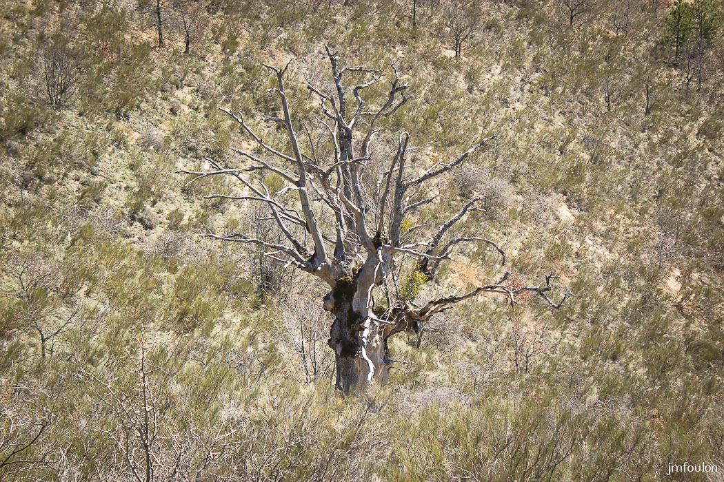 gache-079.jpg - Un vieux chêne mort ! ...