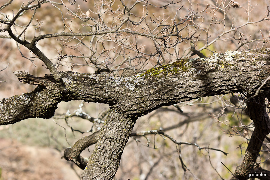 houlette-pays-011-2.jpg - Branches de chêne.