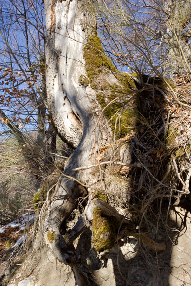 st-amand-40web.jpg - Vieux tronc au Col de la Croix. Nous allons maintenant redescendre vers Clamensane et notre point de départ  par une piste qui serpente à l'ubac de la montagne de St Amand sur environ 3,5 Km