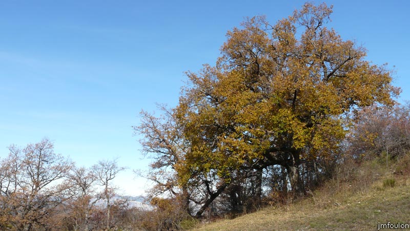 valavoire-65web.jpg - Chênes pubescents (au Sud du village)
