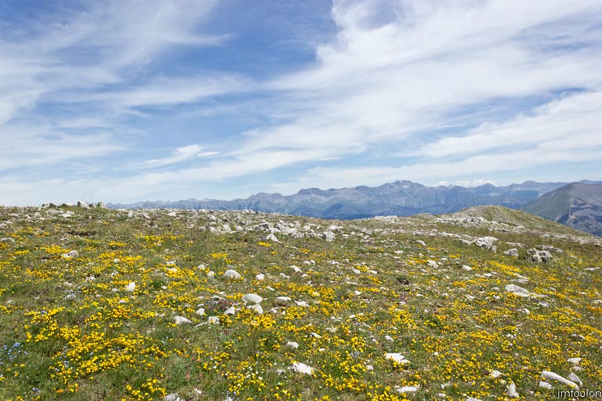 les_monges-074web.jpg - Fleurs et pierres sur les crêtes des Monges en redescendant vers Clapouse