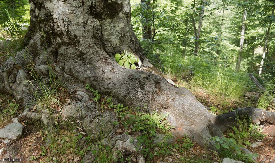 les_monges-088web.jpg - Souche de Hêtre (ou fayard). Et voila, la ballade est terminée. A bientôt pour de nouvelles aventures ! ...