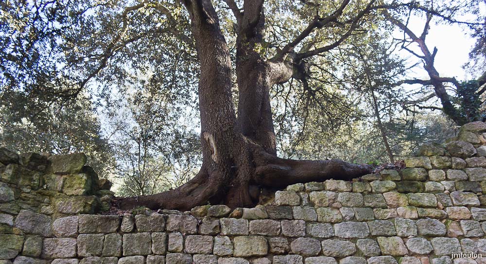 olv-034-2.jpg - Un arbre séculaire à étendu ces racines sur ce qui fut la protection du point vulnérable du bourg médiéval. Son unique point d'eau !