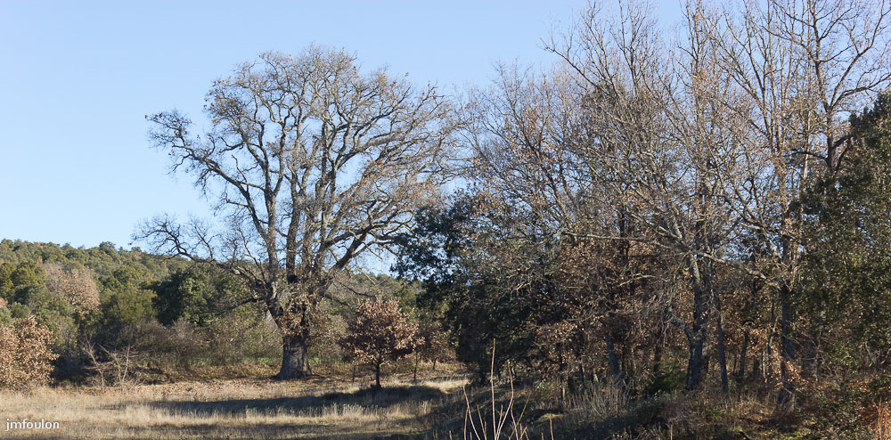 paysages-cereste-06-2.jpg - Chêne séculaire près du Prieuré de Carluc