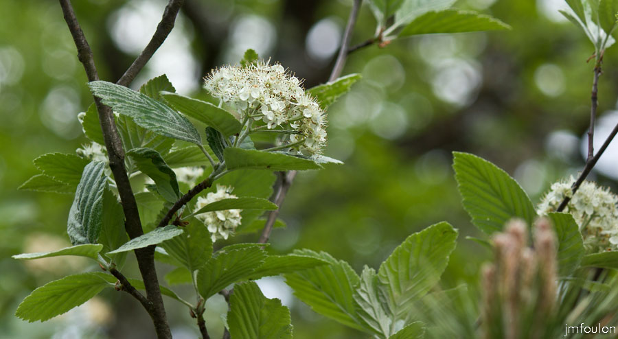 printemps-2013-collet-22web.jpg - Un Viorne Lantane en fleur dans les bois du Collet