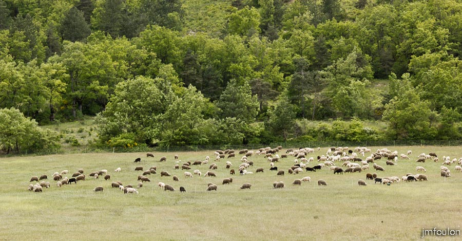 printemps-2013-collet-30web.jpg - Moutons parqués dans les près de la Marquise