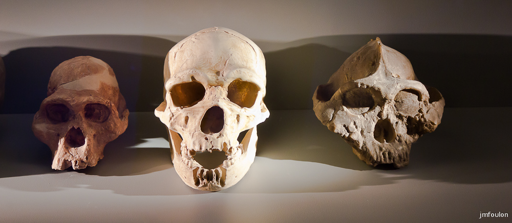 musee-018-2.jpg - Crânes d' homminidés