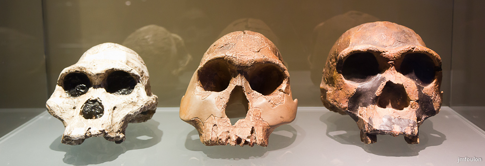 musee-020-2.jpg - Crânes d'Australopithecus africanus, Homo habilis et Homo ergaster