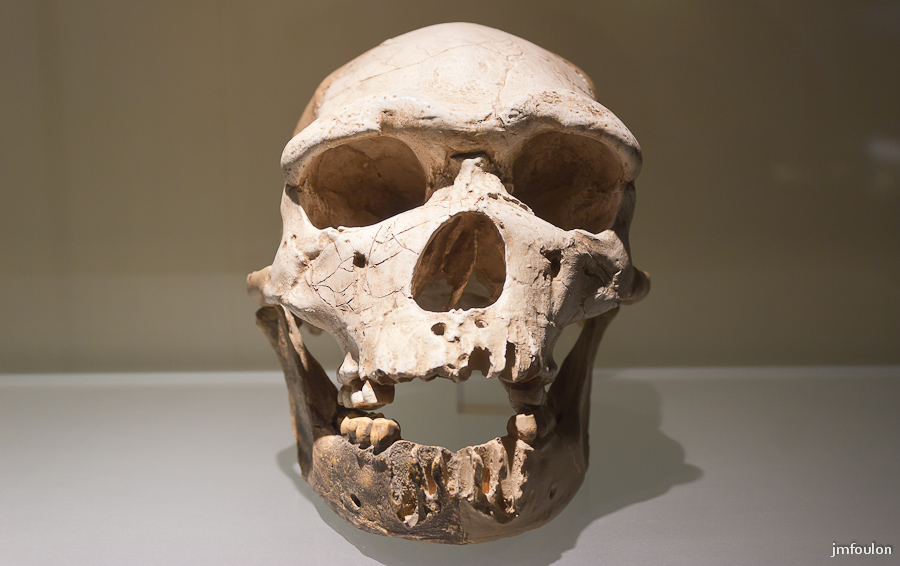 musee-023-2.jpg - Crâne d' homminidé