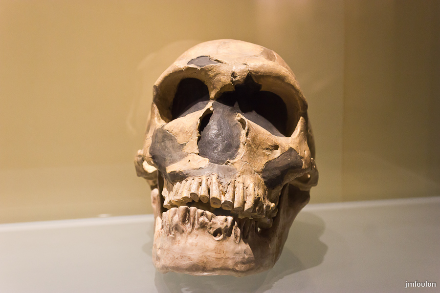 musee-028-2.jpg - Autre crâne d'homminidé