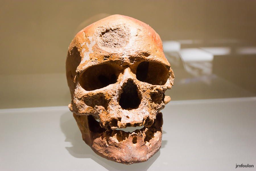 musee-030-2.jpg - Crâne de l'Homme de Cro-Magnon
