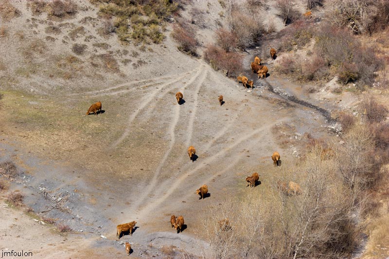 ravin-piche-43web.jpg - Troupeau de bovins (zoom depuis la butte castrale)
