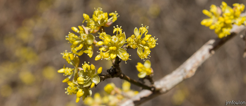 ravin-piche-51web.jpg - C'est le printemps ! ... Qu'est ce que je vous disais !