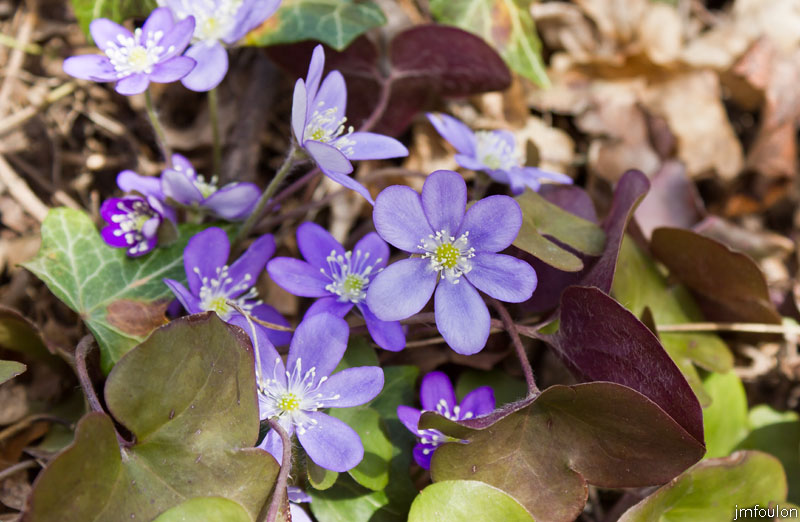 ravin-piche-52web.jpg - Anémone Hépatique - famille des Renonculacées
