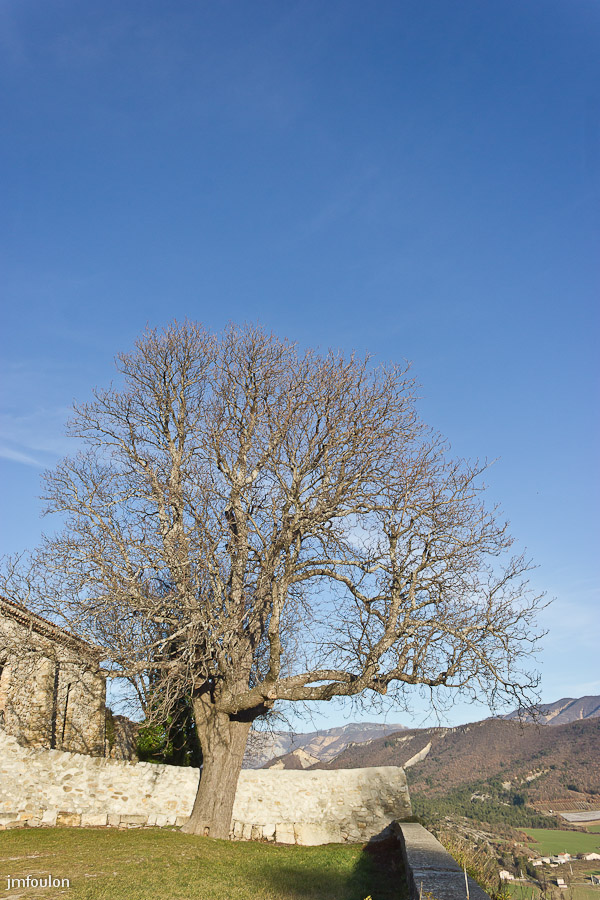 eglise-st-clement-051-2.jpg - Salignac -  Eglise Saint Clément  - Chêne pubescent séculaire