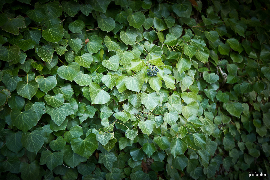 vx-salignac-036.jpg - Cette plante grimpante recouvre tout petit à petit