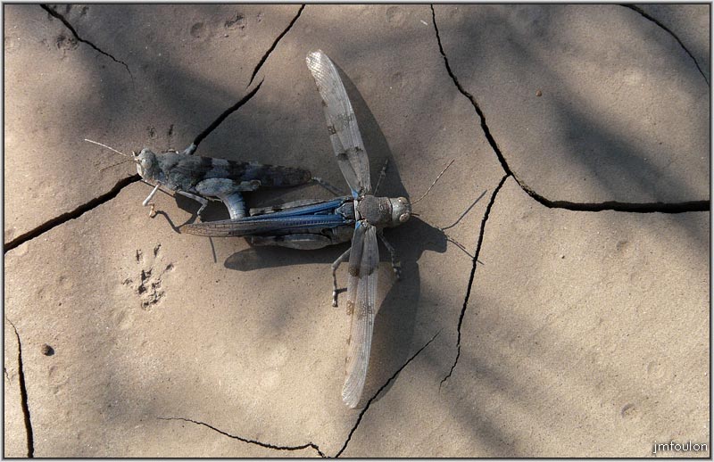 sasse-nibles-24web.jpg - Une grosse sauterelle se promène avec sa proie, une libellule morte, pas facile à transporter. Petite pose avant de repartir. Une aubaine pour moi !
