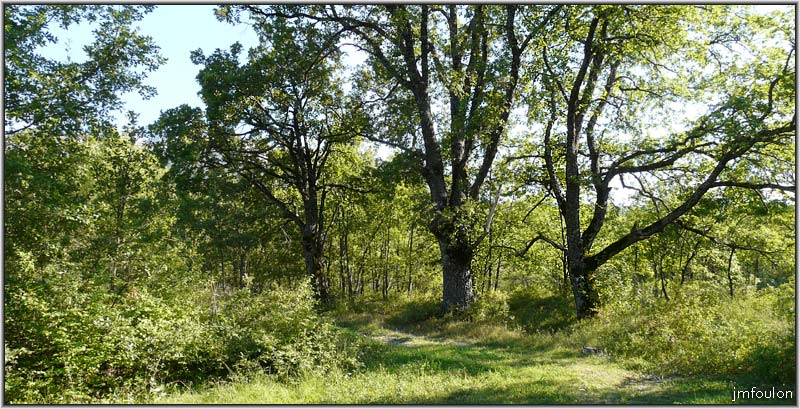 sasse-20web.jpg - Gros chêne pubescents rive droite vers la Damiane (ferme)