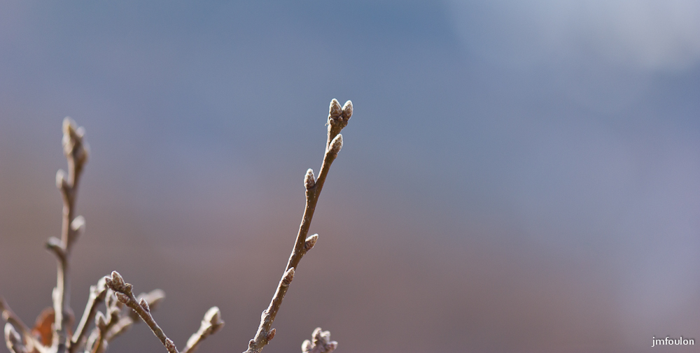 tr-baume-037-2.jpg - Les bourgeons de chêne blanc n'attendent que le signal du printemps pour éclore