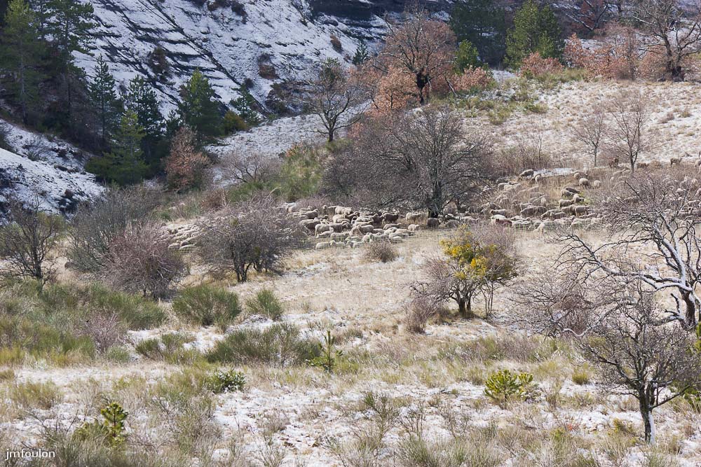 tr-baume-040-2.jpg - Moutons parqués près des ruines de Saint Pierre