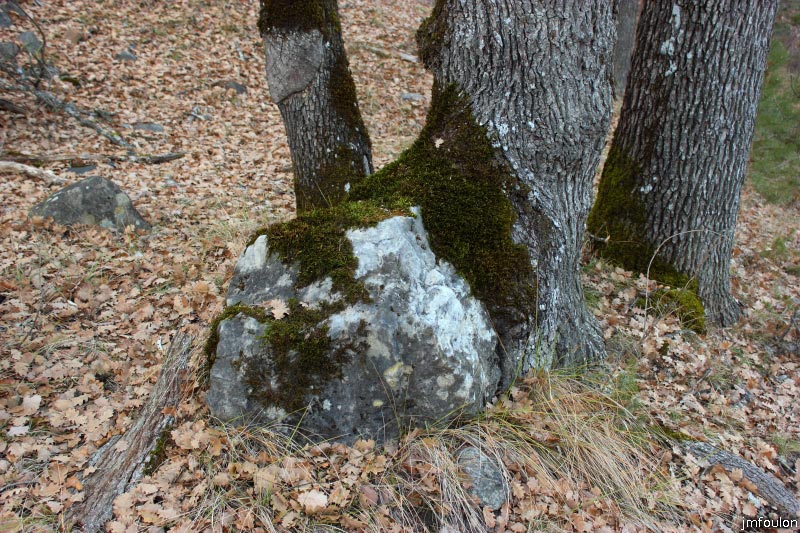 theze-tour-chenes_068.JPG - Minéral et végétal