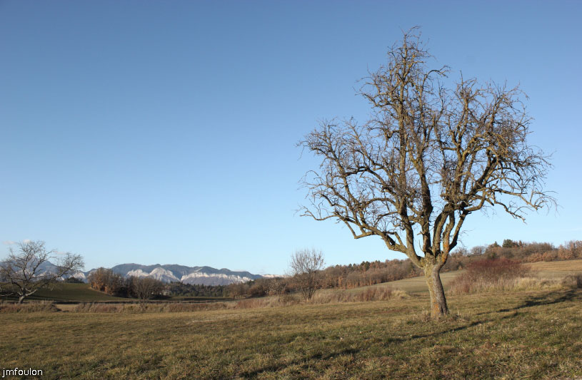 theze-tour-chenes_073.JPG - Poirier dans un prés au Pita