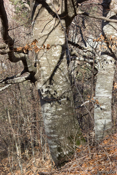 tour-tete-pape-28.jpg - Troncs de fayards (pied)