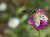 Insectes et Papillons  Zygene