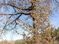 Le Jabron (Alpes de Haute Provence)  Chêne dans un petit près en bordure du Jabron 2/2
