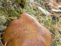 Montagne de Lure  Bolet granulé (Suillus granulatus) dit Pissacan. Commestible en otant la peau du chapeau légèrement laxative et la mousse dessous