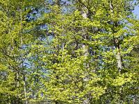 Eveil de la nature à l'ubac de Lure  Les verts des feuilles est très vif et enchante le regard ! ...