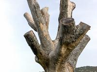 La Sainte Baume - Mars 2021  Le chêne Héraclès - Malgrès les tentatives de l'ONF pour sauver ce chêne majestueux et classé vieux de 400 ans, il semble que cet arbre vénérable ait atteint sa limite biologique de survie.