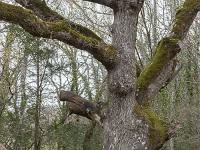 La Sainte Baume - Mars 2021  Le chêne Merlin. Il a environ 400 ans. Mimi ma chérie à côté beaucoup moins !