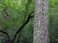 La Sainte Baume - Juin 2021  On trouve ici des arbres séculaires