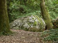La Sainte Baume - Juin 2021  Deux chênes entourent ce rocher