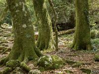 La Sainte Baume - Juin 2021  L'ambiance est très particulière entre le vert des feuillage et les mousses, également vertes sur les troncs et les rochers