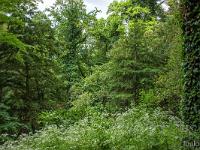 La Sainte Baume - Juin 2021  La forêt relique