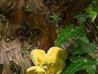 La Sainte Baume - Juin 2021  Curieux champignon sur une tronc d'if