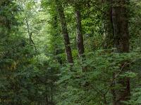La Sainte Baume - Juin 2021  Autre vue sur la forêt
