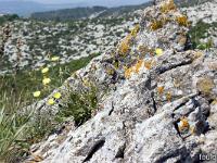 La Sainte Baume - Juin 2021  Fleurs dans les rochers