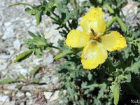 Rando à Mongervis - Fleurs  Glaucière jaune