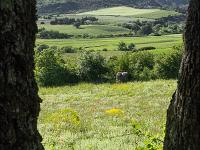 Rando à Mongervis (Sisteron)  Vue sur la campagne au travers de deux troncs de chênes blancs