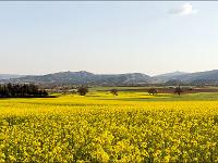 Paysages Ht Provence - Ht Alpes - Var - BDR  Champs de colza vers Salignac (Haute Provence) 3/3